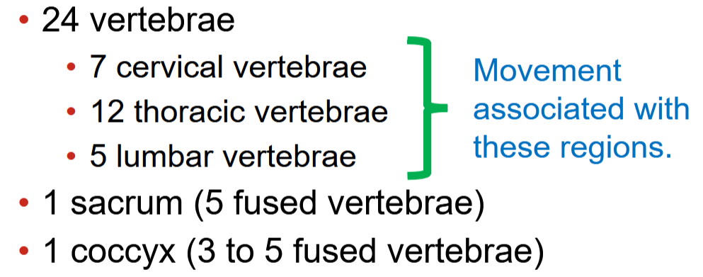 <p><strong>26 bones</strong></p><ul><li><p>24 vertebrae (Cervical, lumbar, thoracic)</p></li><li><p>1 sacrum</p></li><li><p>1 coccyx</p></li></ul><p></p>