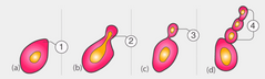 <p>What form of asexual reproduction is this? It occurs when an individual arises as an outgrowth from the parent. It is an unequal division</p>