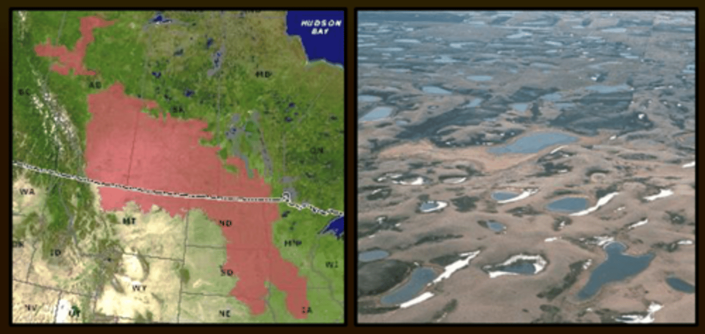 <p>- formed during last glacial retreat</p><p>- abundance of ponds contributes to high nest success and low hen mortality (predation)</p><p>- important breeding habitat for Mallard, Northern Pintail, Gadwall, Blue-winged Teal, Shoveler, Canvasback, and Redhead ducks</p>