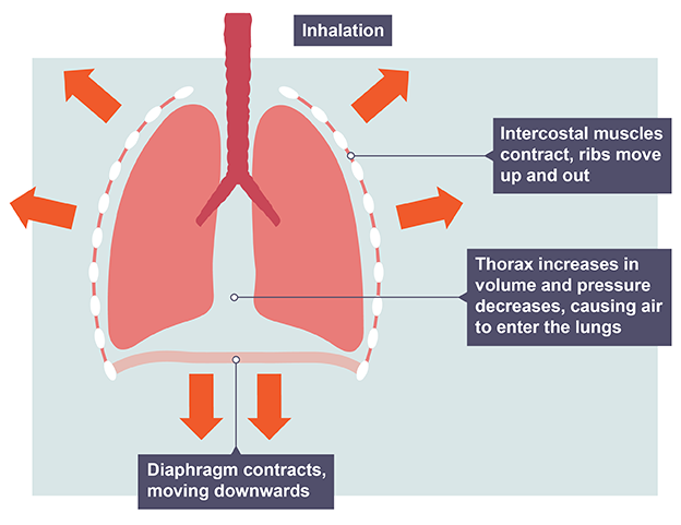 <p>(active energy-using process → uses ATP for muscle contraction)</p><ol><li><p>Diaphragm contracts &amp; flattens downwards &amp; the intercostal muscles contract, pulling the ribs up &amp; out</p></li><li><p>This increases the volume of the thorax &amp; the lungs, &amp; stretches the elastic-walled alveoli</p></li><li><p>This decreases the pressure in the alveoli below atmospheric, causing air to flow in down a pressure gradient</p></li></ol><p></p>