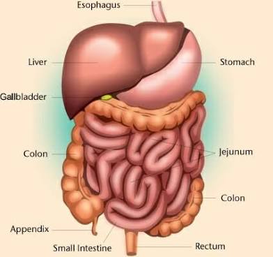 <p>Contains digestive viscera such as stomach, liver, intestines.</p>