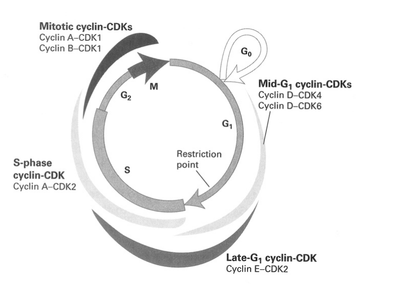 <p>Dbf4-Cdc7 protein kinase DDK</p><ul><li><p>crucial for origin activation </p></li></ul><p>and</p><ul><li><p>initiation of DNA replication</p></li></ul><p></p>