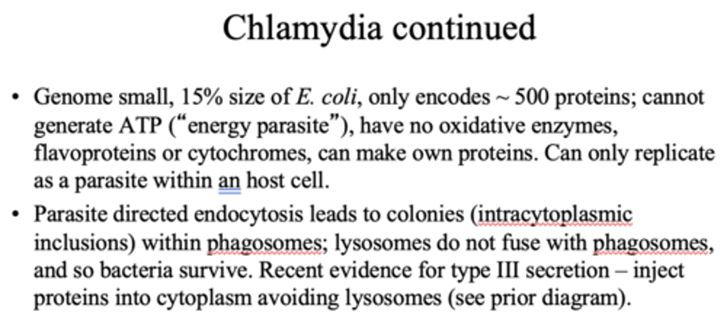 <p>Chlamydia</p>