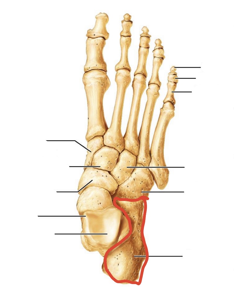 <p>tarsal bones</p>