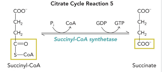 <p>succinyl-CoA → Succinate&nbsp;</p><p>cofactors: Pi → CoA ; GDP → GTP</p><p>enzyme: succinyl-CoA synthetase&nbsp;</p>