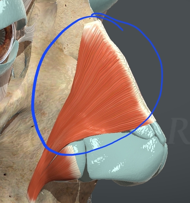 <p>What muscle is this?</p>
