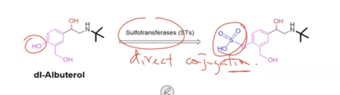 <p>direct conjugation metabolism by sulfotransferases (STs)</p>