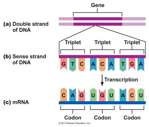 <p>Hur kvävebaserna/nukleotider C, G, U (T), A i en serie om tre, som ett &quot;ord&quot;, kodar för en bestämd aminosyra. Den koden som beskriver hur en sekvens av nukleotid-baser i en DNA-molekyl eller RNA-molekyl skall översättas till en sekvens av aminosyror i ett protein. Olika ordningar på tripletter kan koda samma aminosyra till exempel CCU, CCC, CCA och CCG som kodar Prolin.</p><p>Det finns tre stopp kodoner UAA, UAG och AGA.</p><p>Det finns bara tre positioner i en kodon.</p>