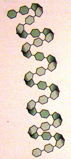 <ul><li><p>unbranched</p></li><li><p>1,4 glycosidic bonds</p></li><li><p>coils into helix- stabilised by hydrogen bonds</p></li></ul>