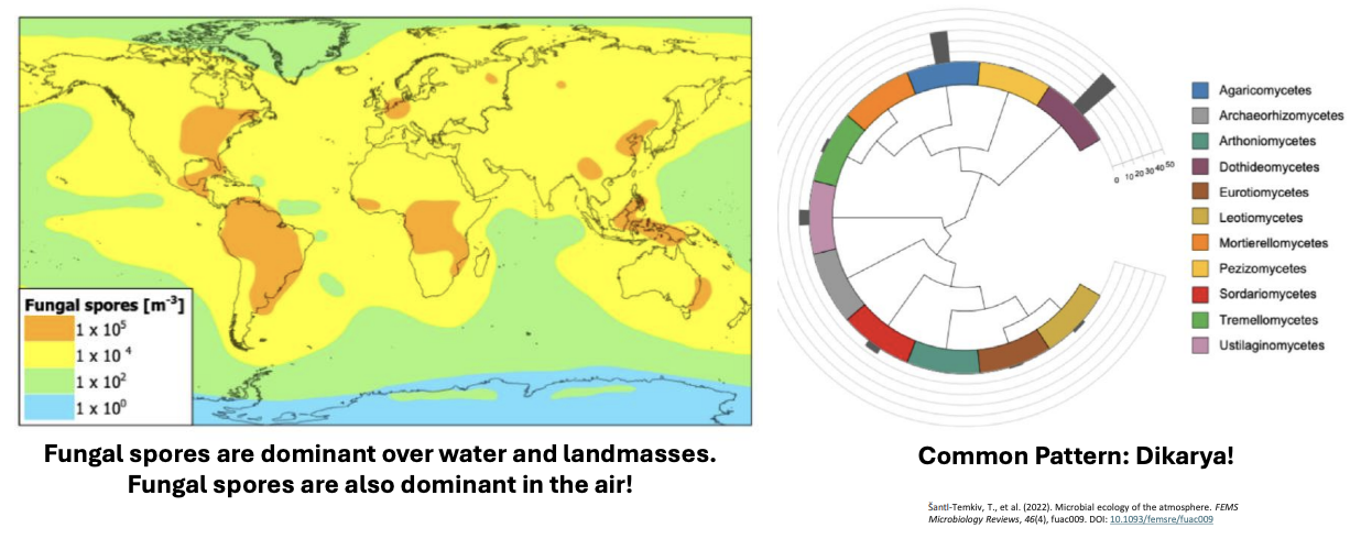 <p>T/F: Fungal spore diversity over the Earth is massive regardless of the geographical location</p>