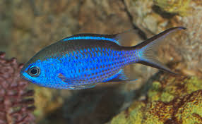 <p>Head and body bright blue, dorsal and anal fins with black margin, caudal fin deeply forked</p>