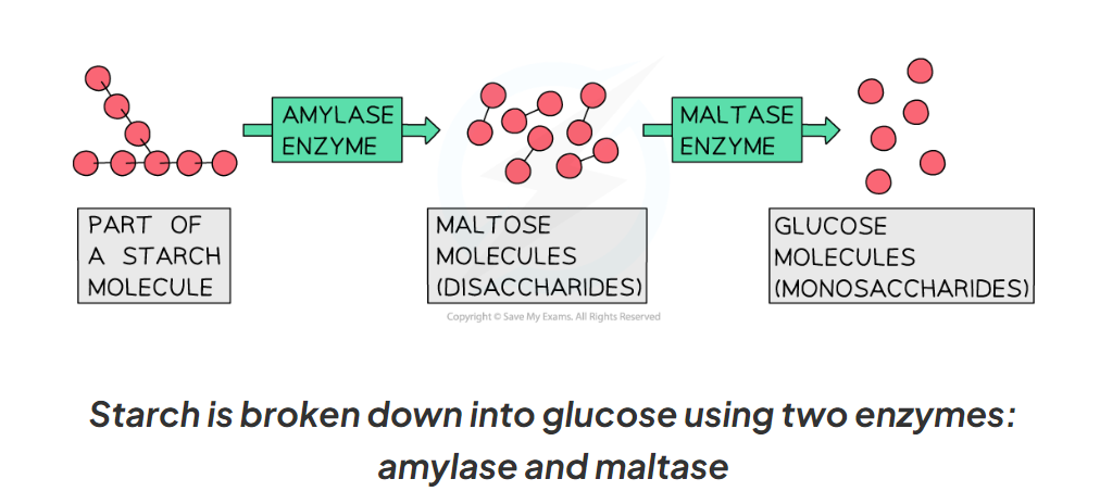 <p>enzymes that break down carbohydrates into simple sugars such as glucose</p><ul><li><p>Amylase is a carbohydrase that is made in the salivary glands, the pancreas and small intestine.</p></li><li><p>Amylase breaks down starch into maltose</p></li><li><p>Maltase then breaks down maltose into glucose</p></li></ul>