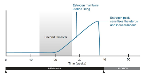 Estrogen levels increase to maintain the uterine lining and prepare the mammary glands for lactation. 

* It also helps to induce labour at the end of pregnancy.
