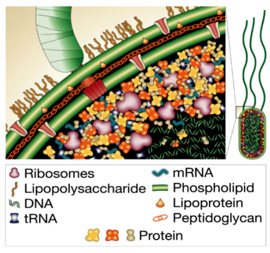 <ul><li><p>cell is a crowded environment w/ ~ 10^10 proteins per mammalian cell</p></li><li><p>in order to study a protein’s struct and/or func, we need to be able to purify it from other cellular components</p></li><li><p>other molecules/ions/proteins may interfere/modify your protein, creating a heterogenous population</p></li><li><p>ability to purify protein is first step in understanding its struct and/or func</p></li></ul>