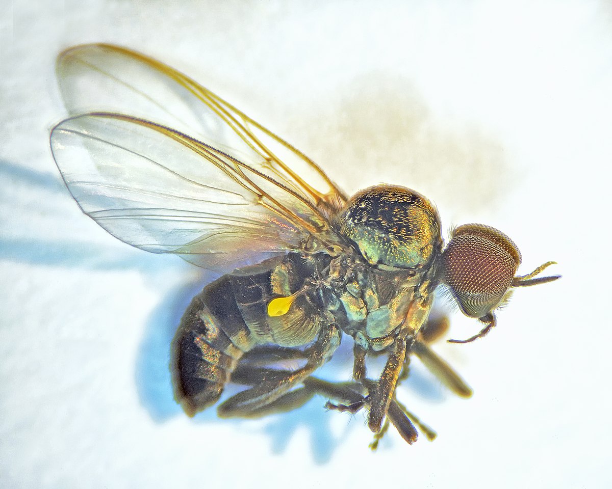 <p>Short, multi-segmented antennae, humpbacked thorax, heavy anterior wing venation, small heads with large eyes</p>