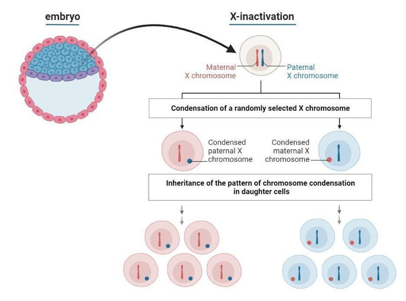 <p>What occurs to the chromosomes during <strong>X-Inactivation</strong>?</p>