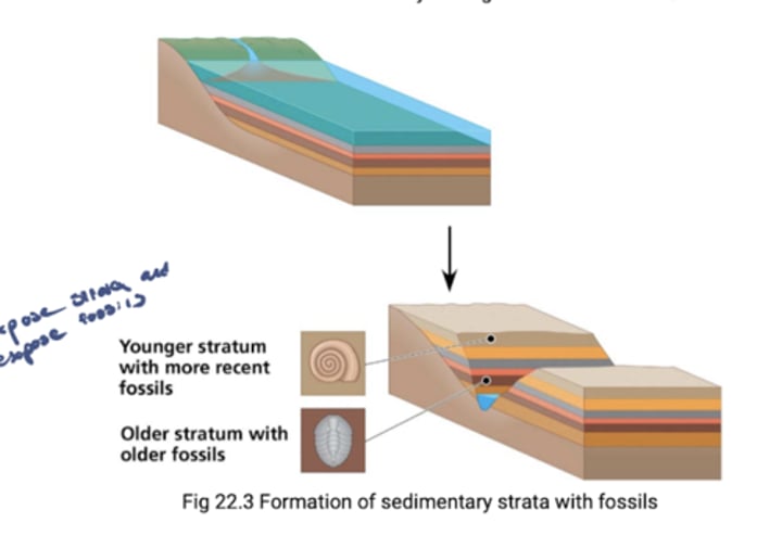 <p>Fossils are remains or traces of organisms from the past, usually found in sedimentary rock, which appear in strata (layers).</p>