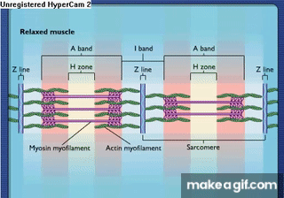 <p>Describe the&nbsp;Sliding Filament Model of Muscle Contraction.</p>