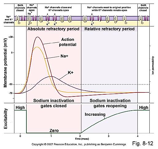 <p>An amount of time in which an increased stimulus can trigger an action potential</p>
