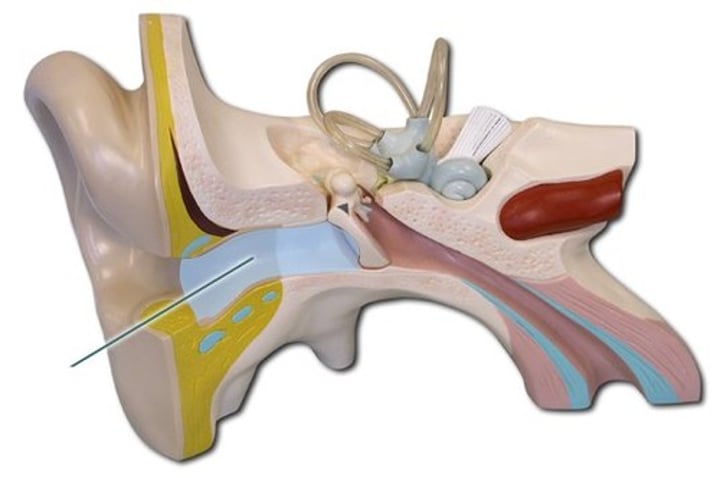 <p>Outer ear<br>transmits sound waves from the pinna to the tympanic membrane of the middle ear</p>