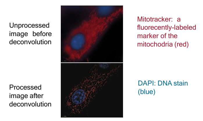 <ul><li><p>Creates a clear image similar to confocal microscopy by using traitional fluorescence microscopy&nbsp;</p></li><li><p>An image from a conventional fluoresence microscope is processed using computer algorithms</p><ul><li><p>Subtracts the fluoresence that is out of focus above/below&nbsp;</p></li></ul></li><li><p>Isolated digital sections of fluorescent images&nbsp;</p></li></ul><p></p>