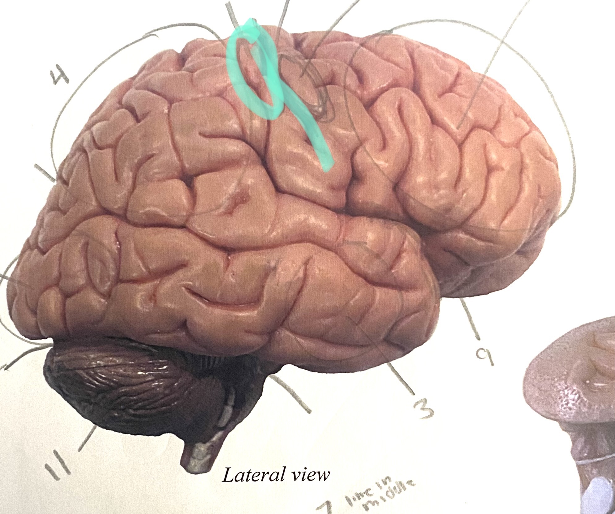 knowt flashcard image