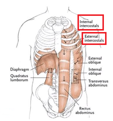 Skeletal muscles work in antagonistic pairs, meaning as one muscle contracts, the other relaxes.

Ventilation includes the movement of the following antagonistic muscle pair:

External intercostal muscles (contract moving rib cage up and out during inspiration)
...is antagonistic with...
Internal intercostal muscles (contract moving rib cage down and in during forceful exhalation such as coughing or during exercise).