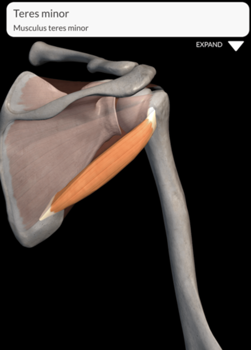 <p>Attaches to the lower facet of the greater tubercle of the humerus.</p>