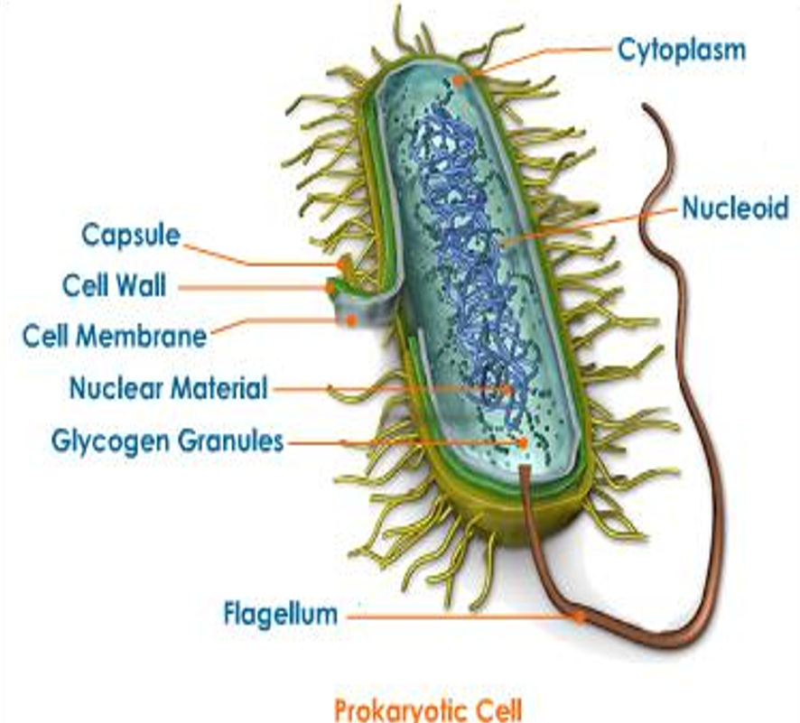 <ul><li><p>No compartmentalisation</p></li><li><p>The nucleoid is distributed in the cell</p></li><li><p>Translation and transcription are independent of each other</p></li><li><p>No nucleus</p></li><li><p>Free floating DNA</p></li><li><p>Unicellular only</p></li><li><p>Asexual reproduction</p></li></ul><p></p>