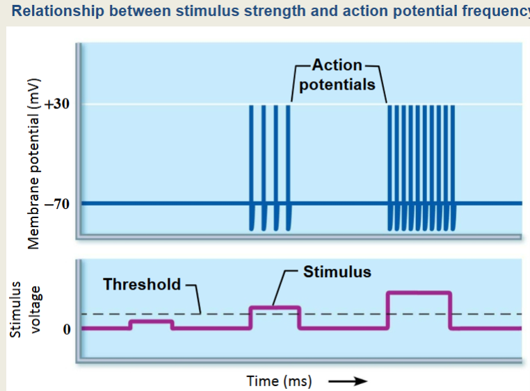 <p>Frequency!</p><p>stronger stimulus will produce MORE APs rather than larger ones </p><p>more NT = More APs</p>
