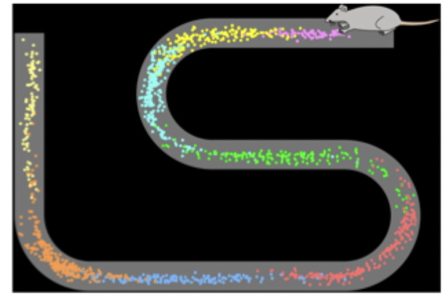 <ul><li><p>neurons that code for route through maze reactivate in that order during slow wave sleep</p></li><li><p>wilson and mcnaughton 1994</p></li></ul><p></p>