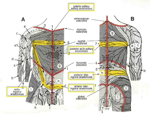 <p>shared connections allowing drainage b/w 2 adjacent territories</p><ul><li><p>inter-axillary/axillo-axillary</p></li><li><p>axillo-inguinal/inguino-axillary</p></li><li><p>inter-inguinal/inguino-inguinal</p></li></ul><p></p>