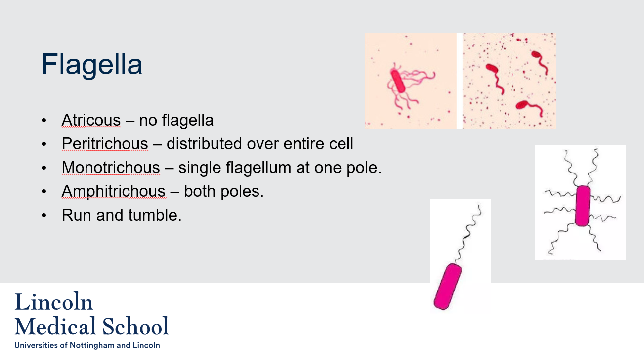 <ol><li><p>The term &quot;atricous&quot; refers to a type of bacteria that does not have any flagella.</p></li><li><p>The term &quot;peritrichous&quot; refers to the distribution of flagella on the surface of a bacterium. In peritrichous bacteria, the flagella are distributed over the entire cell surface, giving the bacteria the ability to move in any direction.</p></li><li><p>The term &quot;monotrichous&quot; refers to a type of bacteria that has a single flagellum at one pole, or end, of the cell. This allows the bacterium to move in a specific direction.</p></li><li><p>The term &quot;amphitrichous&quot; refers to a type of bacteria that has flagella located at both poles, or ends, of the cell. This allows the bacterium to move in two different directions.</p></li><li><p>&quot;Run and tumble&quot; is a type of movement used by some bacteria to navigate their environment. During a &quot;run,&quot; the bacterium moves in a straight line due to the rotation of its flagella. However, when the bacterium encounters an obstacle or reaches the end of its run, it will stop and randomly change direction in a process called &quot;tumble.&quot; This allows the bacterium to explore its environment and find nutrients or other resources.</p></li></ol>