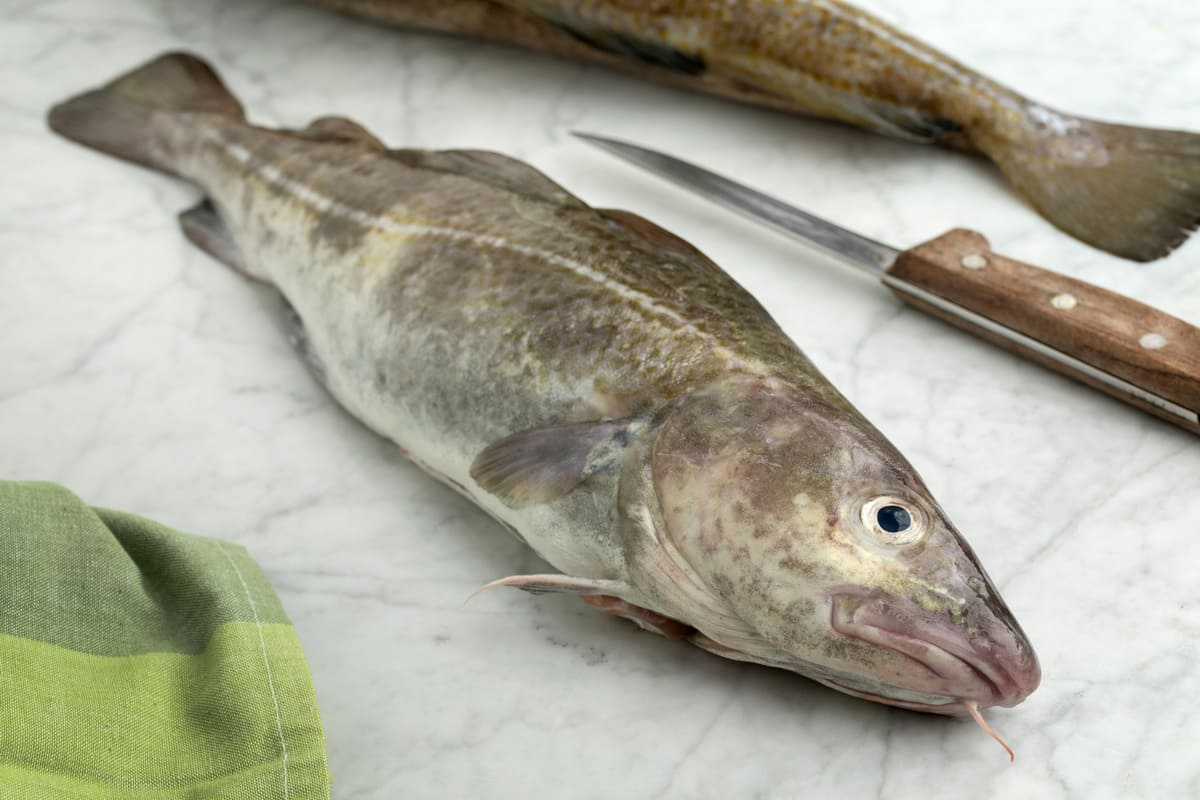 <p>bacalao</p>