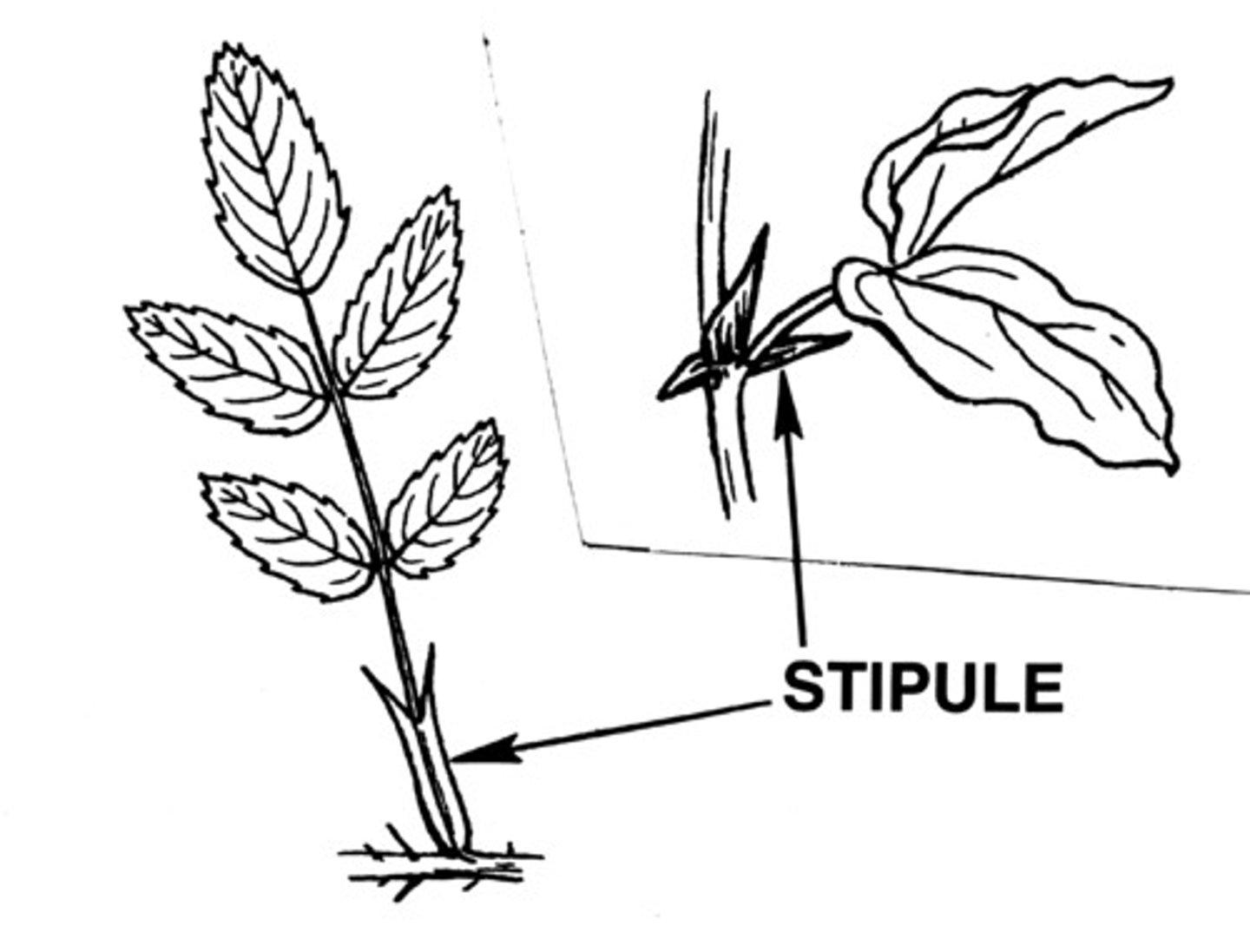 <p>- paired leaf appendages found at the base of the petiole</p>