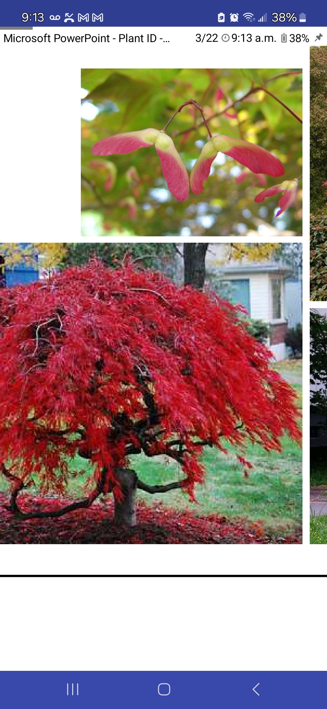 <p>Japanese maple</p>