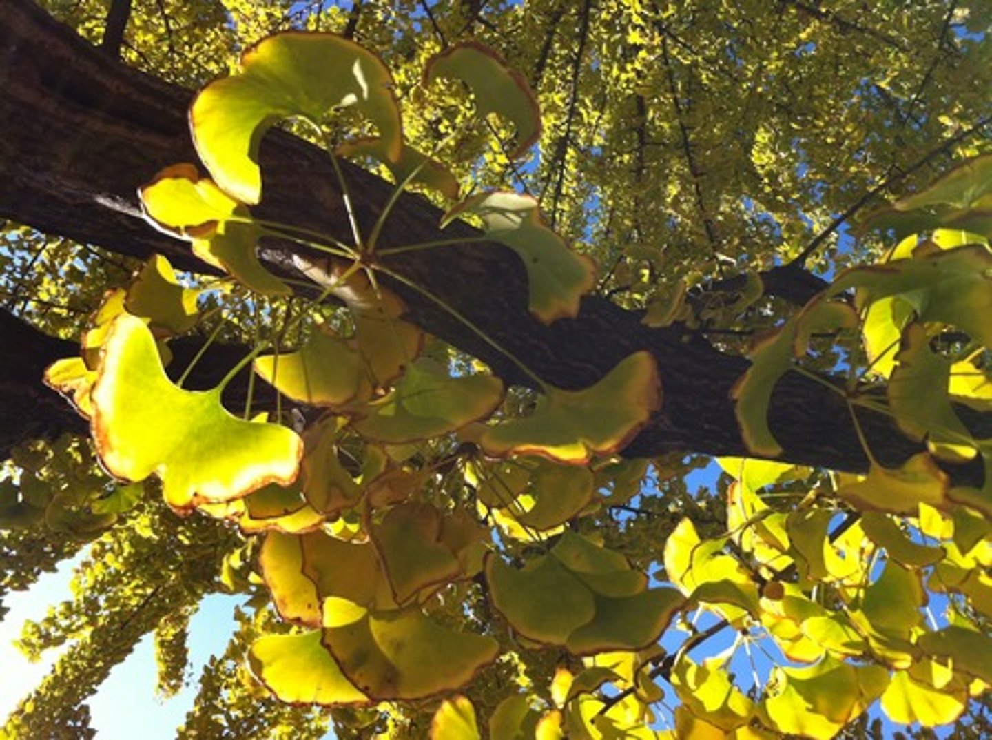 <p>What phylum is this organism in?</p>