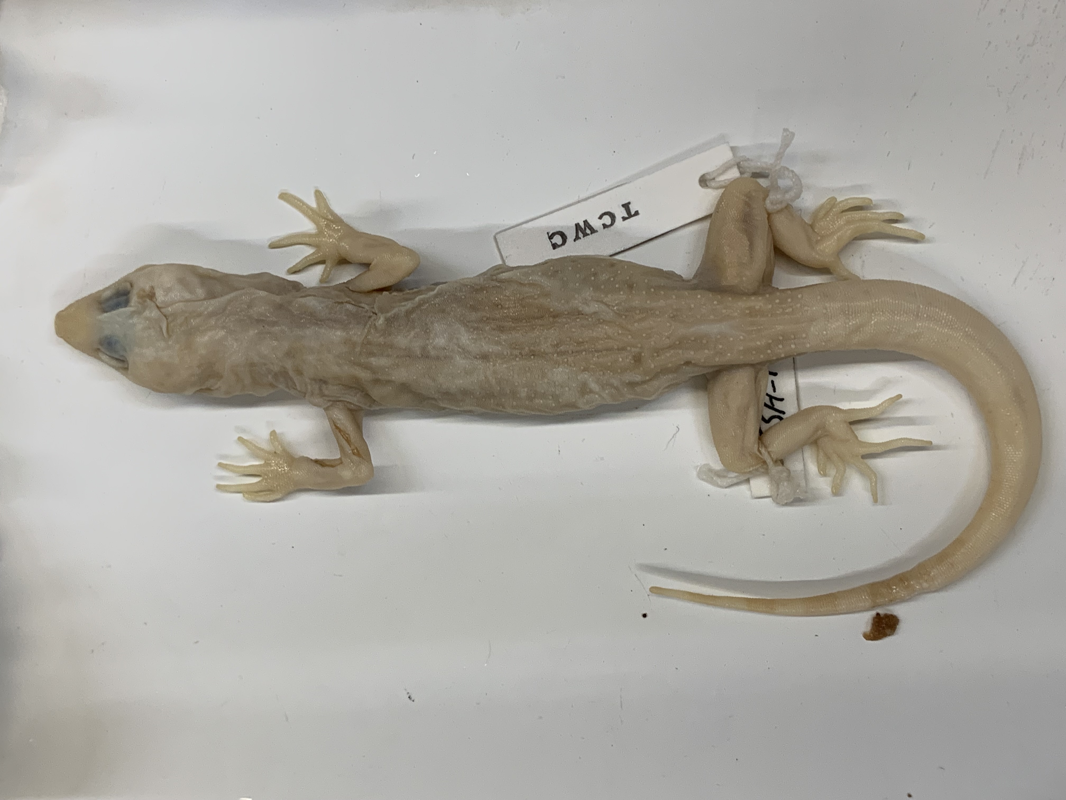 Clade, Family, Genus sp. 