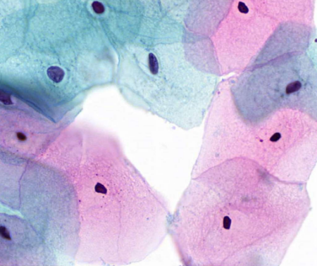 <p>describe cytoplasm</p>