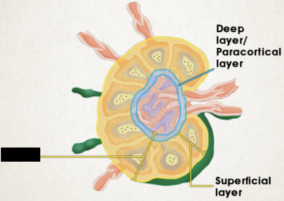 <ul><li><p><span>has superficial and deep (paracortical) layers</span></p><ul><li><p><span>Deep layer contains mostly T cells</span></p></li></ul></li></ul><p></p>