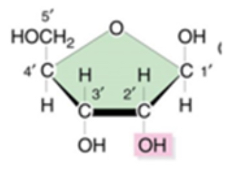 <p>What is the name of the monosaccharide shown?</p>
