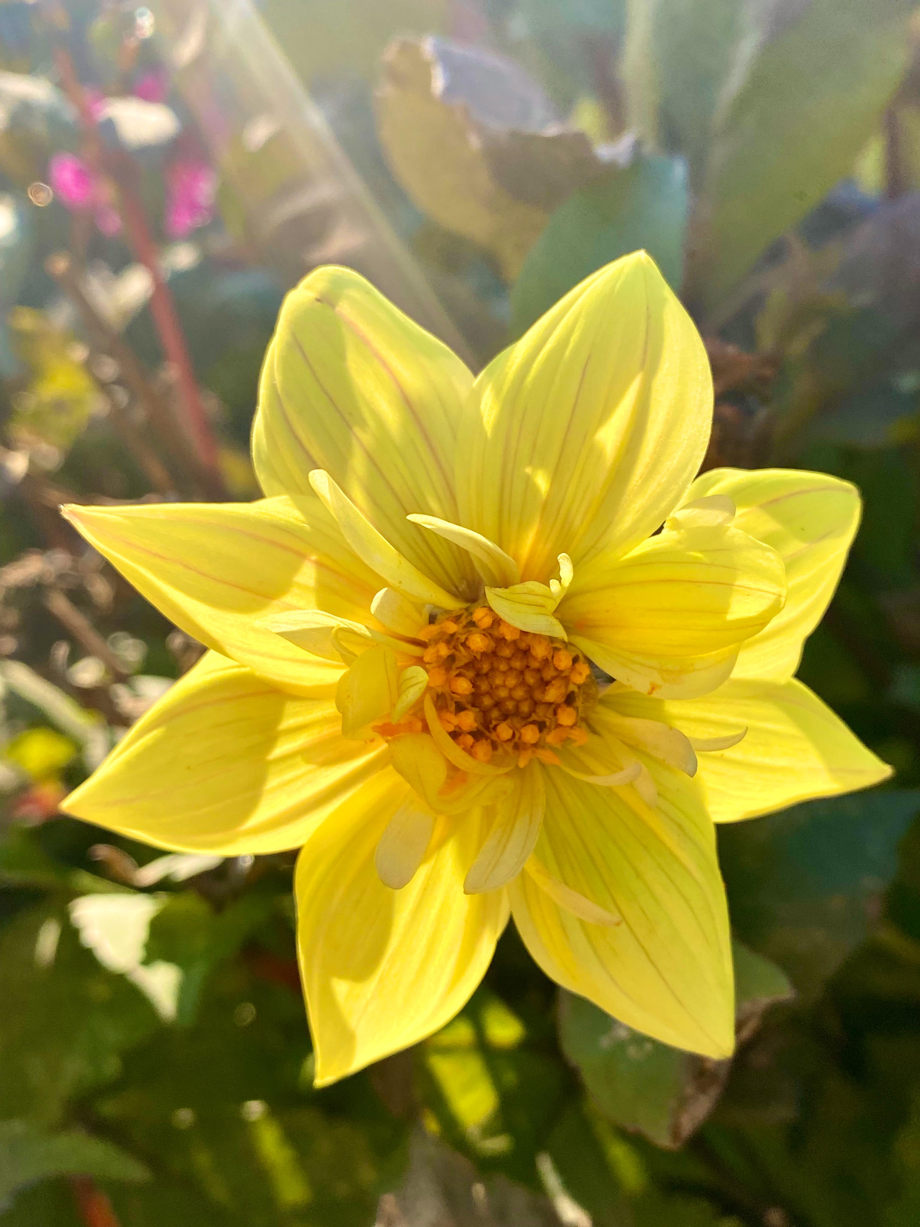 <p>Yellow</p>
