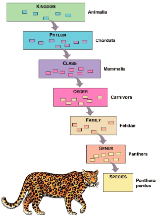 <p>Domain → Kingdom → Phylum → Class → Order → Family → Genus → Species</p><p>Dumb King Phillip Can’t Order Fried Garlic Sauce</p>