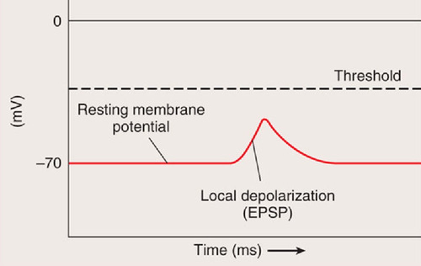 <p>input that pushes potential towards threshold, like Ca2+ and Na+ influx</p>