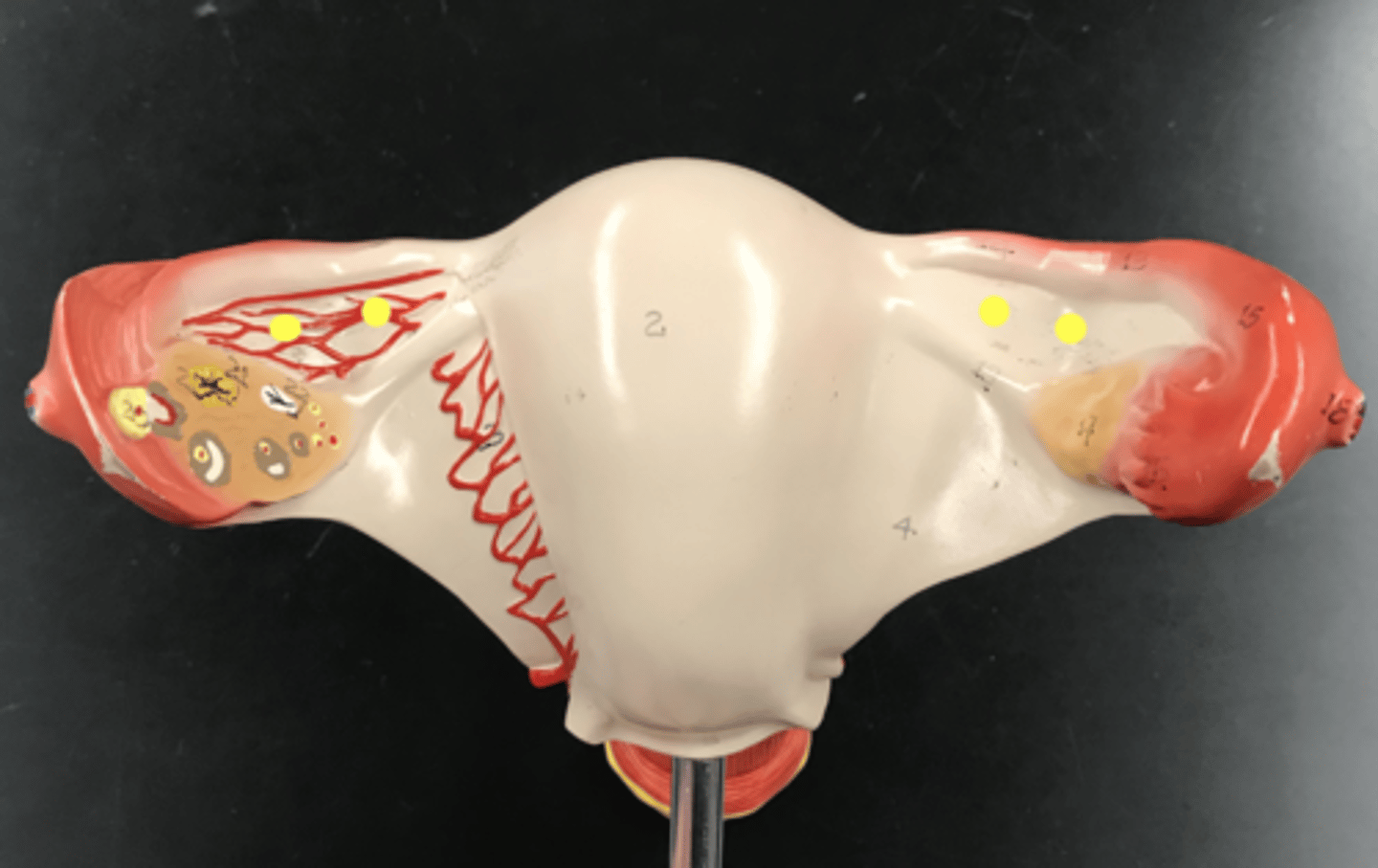 <p>Capillary network between the uterine tube and the ovary</p>