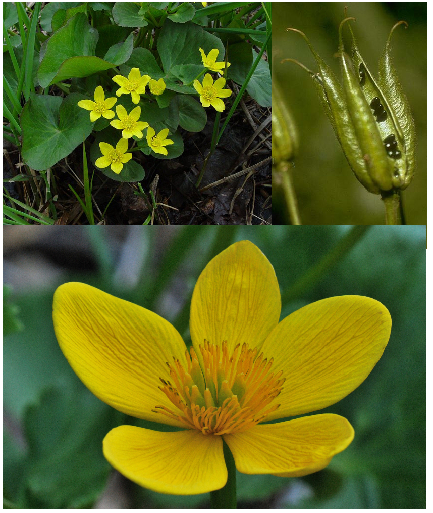 <p>CA3+ CO0,5+ Amany G_many (follicles achenes, berries)</p>