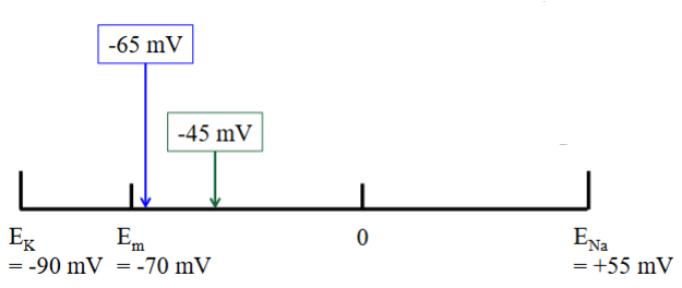 <ul><li><p>The variable values for RMP is because there are different amounts of leak channels in different cells.</p></li><li><p>The specific ratio of Na⁺ and K⁺ determines the RMP of a given cell. </p><ul><li><p>∴ Subject to variability.</p></li></ul></li></ul><p></p>