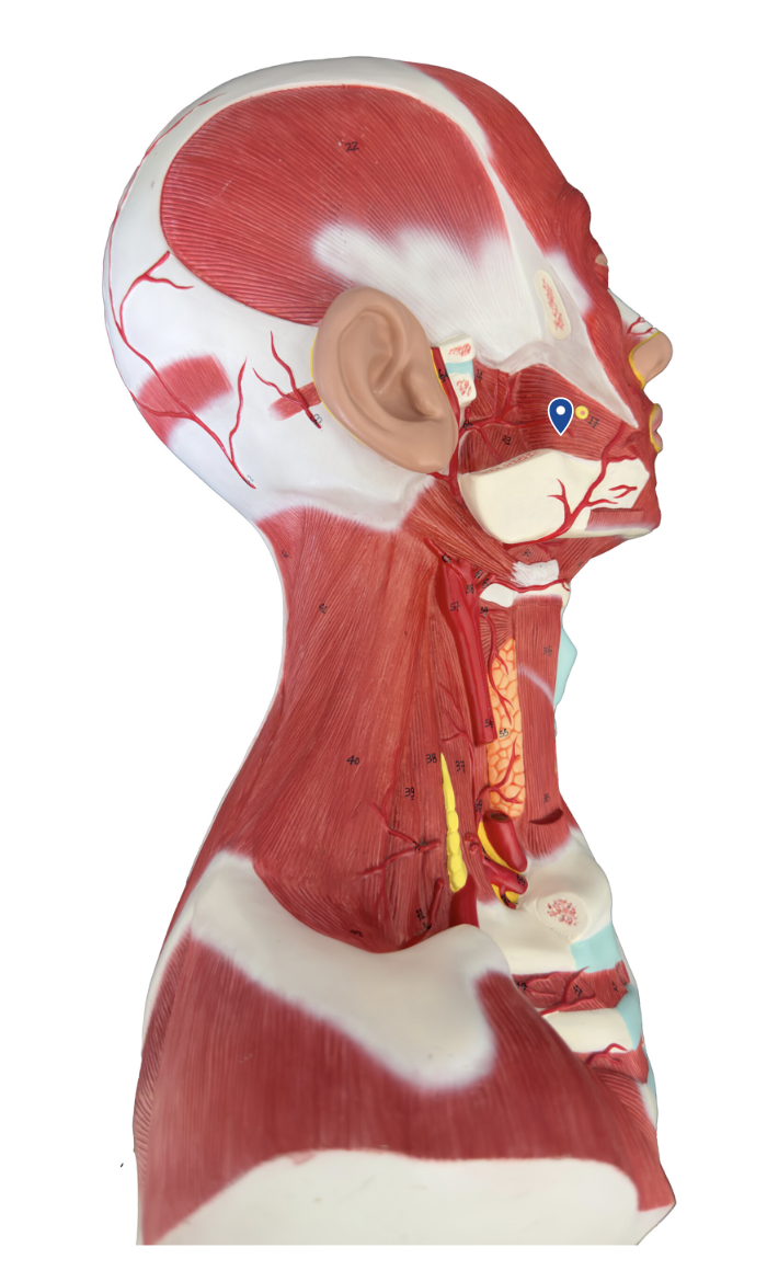 <p>What is an action of the buccinator muscle?</p>