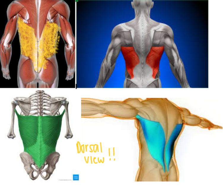 <ul><li><p>Function: <strong>ADDUCT/ROTATE </strong>ARM at shoulder </p></li></ul><p></p>