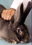 <ul><li><p><span style="background-color: transparent;">Rabbits are <strong>generally quiet, docile</strong> animals but they can be <strong><mark data-color="yellow" style="background-color: yellow; color: inherit;">easily frightened</mark></strong> as they are prey animals</span></p></li><li><p><span style="background-color: transparent;"><strong><mark data-color="yellow" style="background-color: yellow; color: inherit;">Approach the animal slowly, provide reassurance by stroking it along its back</mark></strong></span></p></li><li><p><span style="background-color: transparent;"><strong><mark data-color="yellow" style="background-color: yellow; color: inherit;">Grasp a handful of loose skin from the scruff of the neck and draw the rabbit towards you</mark></strong></span></p></li></ul><p></p>